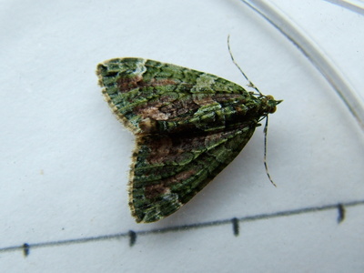 Red-green Carpet